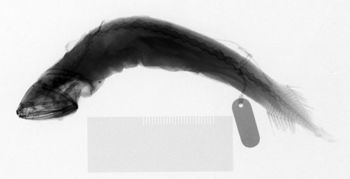 Media type: image; Ichthyology 158904